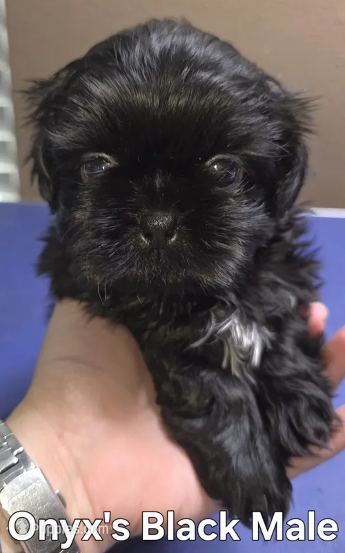 Onyx's Black Male – Shih Tzu puppy for sale in Palatka, FL