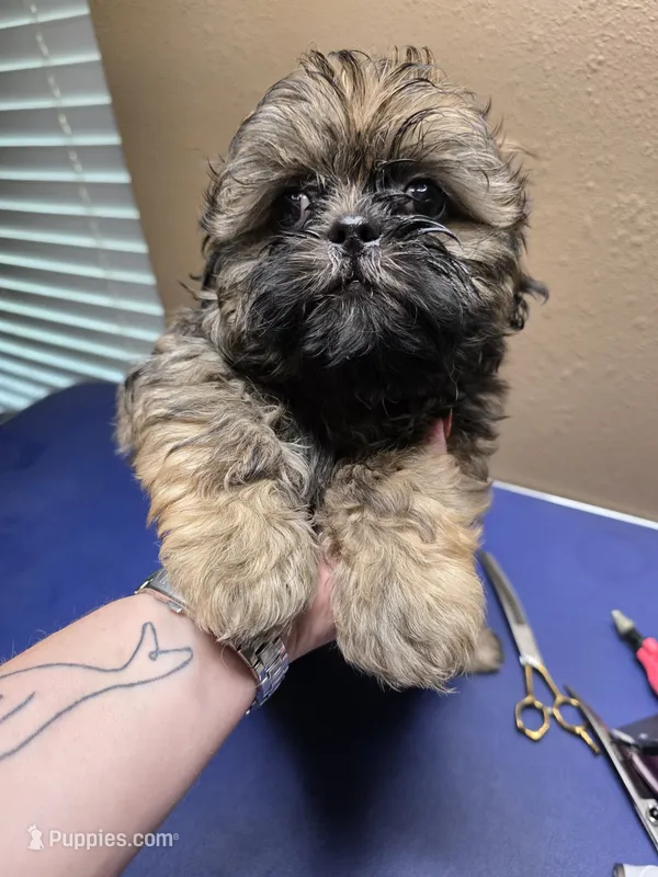 CKC - Red and Black Male (orange collar) – Shih Tzu puppy for sale in Palatka, FL