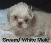 CKC White Male, a male Shih Tzu for sale in Palatka, FL – 6 of 9