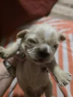 AKC Female, a female Shih Tzu for sale in Palatka, FL – 1 of 2