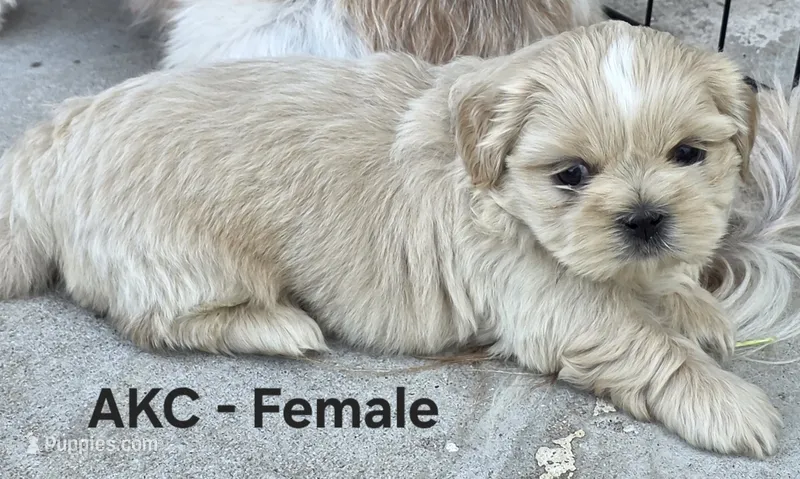 AKC Female – Shih Tzu puppy for sale in Palatka, FL