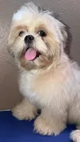 AKC Cream and White Male, a male Shih Tzu for sale in Palatka, FL – 3 of 7