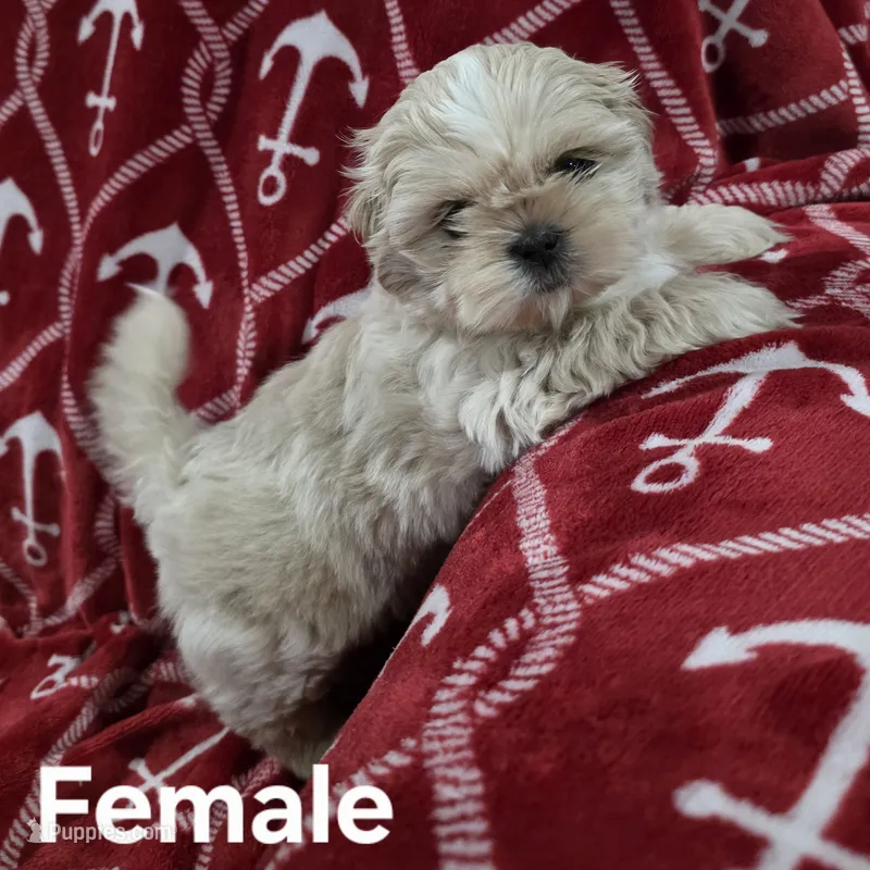 AKC Female – Shih Tzu puppy for sale in Palatka, FL