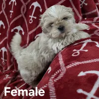 AKC Female, a female Shih Tzu for sale in Palatka, FL – 4 of 9