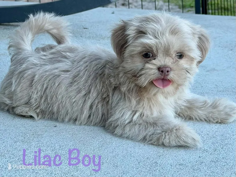 CKC Lilac Male – Shih Tzu puppy for sale in Palatka, FL