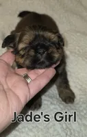 Jade's Brown Girl 2, a female Shih Tzu for sale in Palatka, FL – 3 of 3