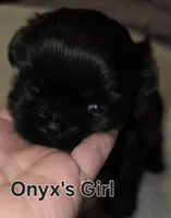 Onyx's Black Girl, a female Shih Tzu for sale in Palatka, FL – 3 of 3
