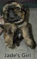 Jade's Brown Girl 2, a female Shih Tzu for sale in Palatka, FL – 2 of 3