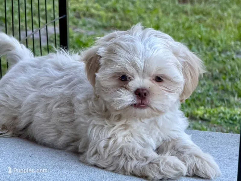 CKC White Male – Shih Tzu puppy for sale in Palatka, FL