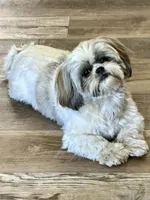 Dutchess- CKC, a female Shih Tzu for sale in Palatka, FL – Photo 1 of 2