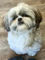 Dutchess- CKC, a female Shih Tzu for sale in Palatka, FL – Photo 2 of 2