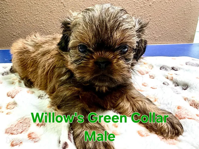 AKC - Red Male – Shih Tzu puppy for sale in Palatka, FL
