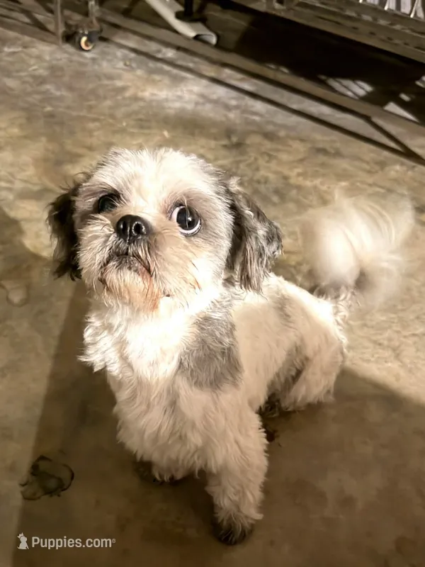 Bear - CKC – Shih Tzu puppy for sale in Palatka, FL