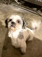 Bear - CKC, a male Shih Tzu for sale in Palatka, FL – Photo 1 of 2