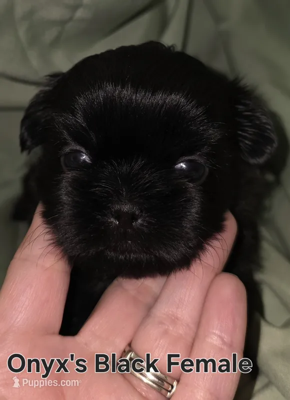 Onyx's Black Girl – Shih Tzu puppy for sale in Palatka, FL