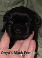 Onyx's Black Girl, a female Shih Tzu for sale in Palatka, FL – 1 of 3