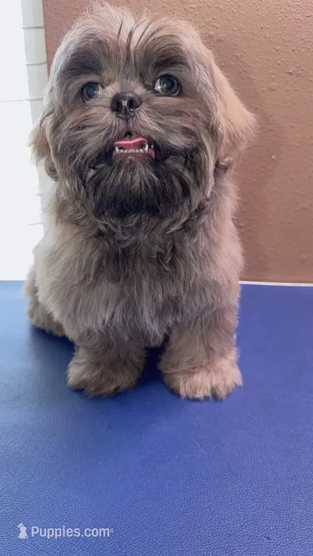 CKC - Silver Male – Shih Tzu puppy for sale in Palatka, FL