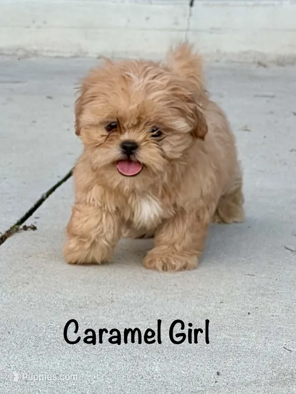 CKC Apricot Female  – Shih Tzu puppy for sale in Palatka, FL