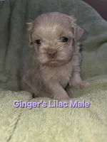 CKC Lilac Male, a male Shih Tzu for sale in Palatka, FL – 2 of 3