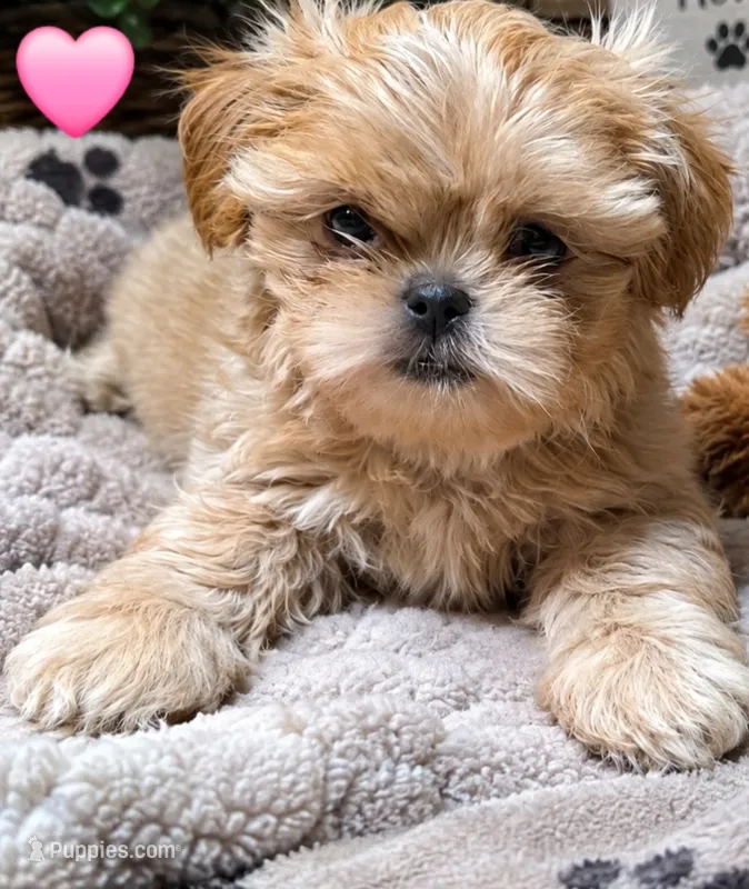 CKC Apricot Female  – Shih Tzu puppy for sale in Palatka, FL