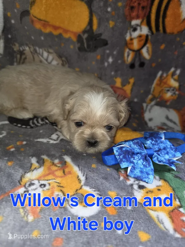 AKC - Cream and White Male – Shih Tzu puppy for sale in Palatka, FL