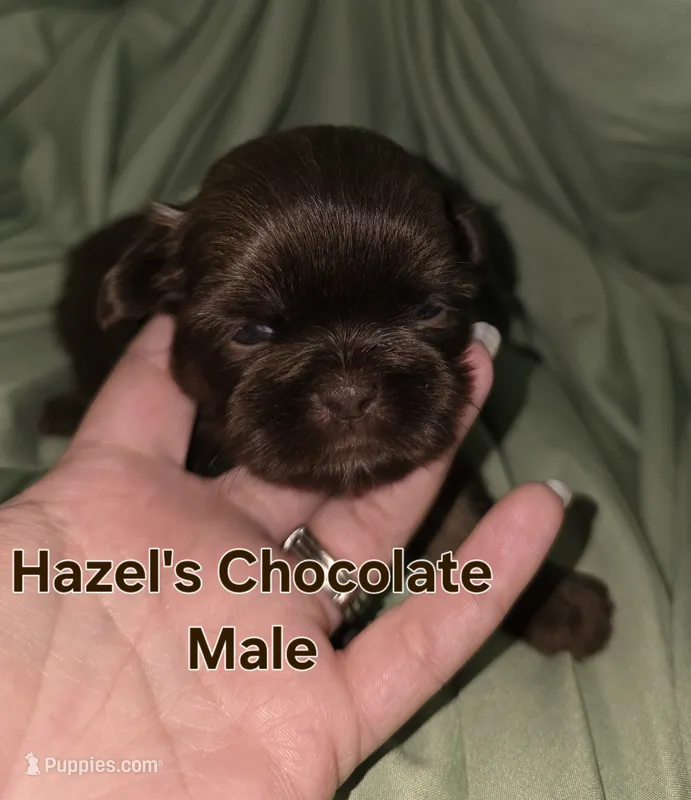 Hazel's Chocolate Male – Shih Tzu puppy for sale in Palatka, FL