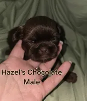 Hazel's Chocolate Male, a male Shih Tzu for sale in Palatka, FL – 1 of 2