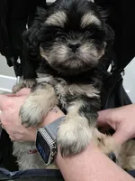 CKC Black Dobbie , a female Shih Tzu for sale in Palatka, FL – Photo 3 of 10