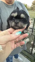CKC Black Dobbie , a female Shih Tzu for sale in Palatka, FL – Photo 4 of 7