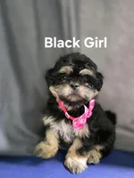 CKC Black Dobbie , a female Shih Tzu for sale in Palatka, FL – Photo 2 of 10