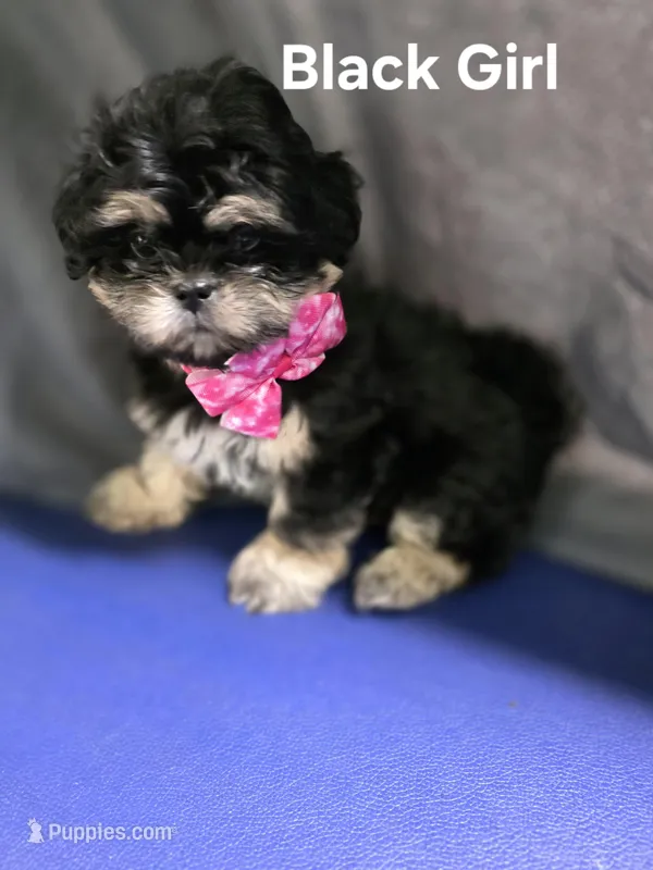 CKC Black Dobbie  – Shih Tzu puppy for sale in Palatka, FL