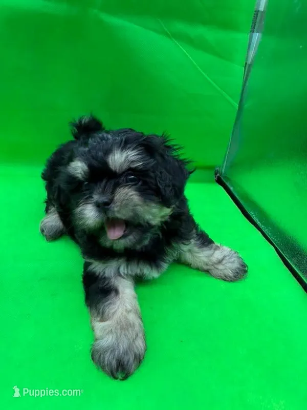 CKC Black Dobbie  – Shih Tzu puppy for sale in Palatka, FL