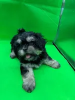 CKC Black Dobbie , a female Shih Tzu for sale in Palatka, FL – Photo 1 of 7