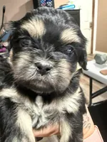 CKC Black Dobbie , a female Shih Tzu for sale in Palatka, FL – Photo 3 of 7