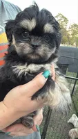 CKC Black Dobbie , a female Shih Tzu for sale in Palatka, FL – Photo 2 of 7