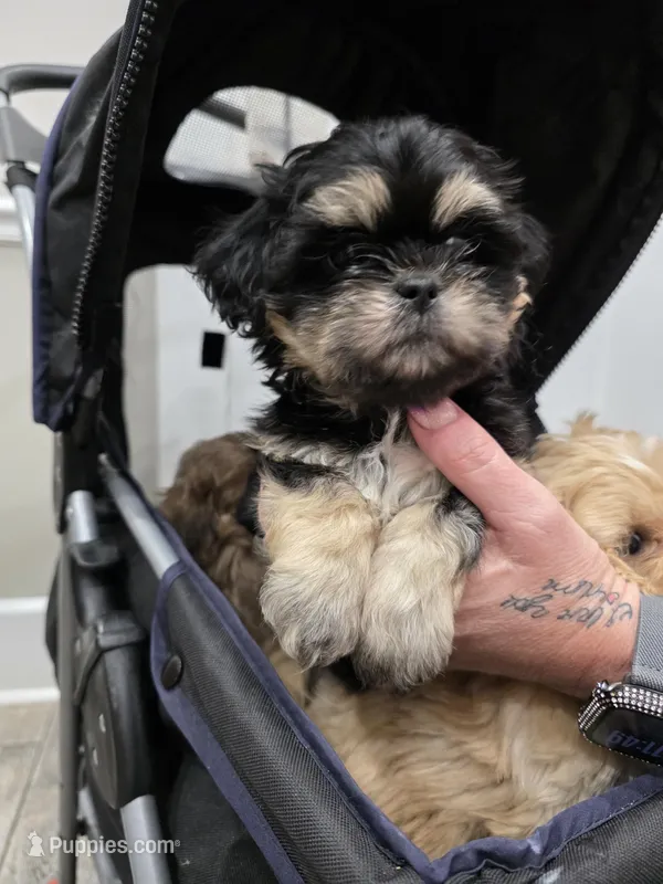 CKC Black Dobbie  – Shih Tzu puppy for sale in Palatka, FL