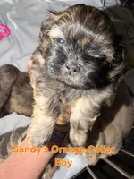 CKC - Red and Black Male (orange collar), a male Shih Tzu for sale in Palatka, FL – 2 of 7