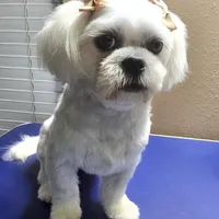 Green Girl ckc, a female Shih Tzu for sale in Palatka, FL – Photo 7 of 10