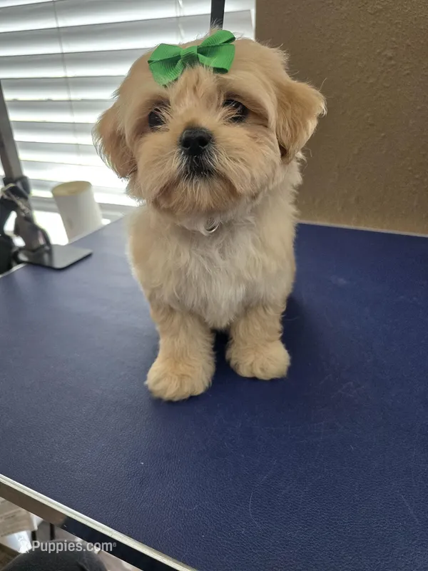 Green Girl ckc – Shih Tzu puppy for sale in Palatka, FL