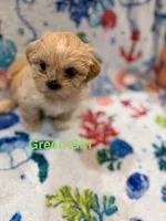 Green Girl ckc, a female Shih Tzu for sale in Palatka, FL – Photo 8 of 10