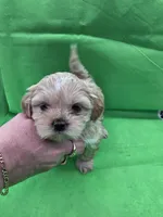 Green Girl ckc, a female Shih Tzu for sale in Palatka, FL – Photo 5 of 10