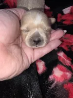 Green Girl ckc, a female Shih Tzu for sale in Palatka, FL – Photo 1 of 5