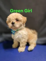 Green Girl ckc, a female Shih Tzu for sale in Palatka, FL – Photo 1 of 10