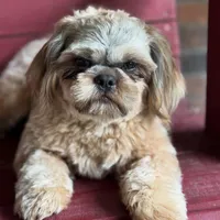 Green Girl ckc, a female Shih Tzu for sale in Palatka, FL – Photo 9 of 10