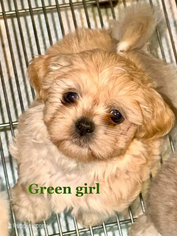 Green Girl ckc – Shih Tzu puppy for sale in Palatka, FL