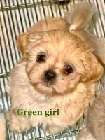 Green Girl ckc, a female Shih Tzu for sale in Palatka, FL – Photo 3 of 10