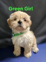 Green Girl ckc, a female Shih Tzu for sale in Palatka, FL – Photo 2 of 10