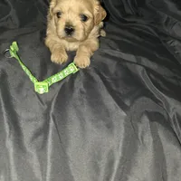 Green Girl ckc, a female Shih Tzu for sale in Palatka, FL – Photo 6 of 10