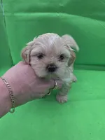 Green Girl ckc, a female Shih Tzu for sale in Palatka, FL – Photo 4 of 10