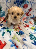 Green Girl ckc, a female Shih Tzu for sale in Palatka, FL – Photo 10 of 10